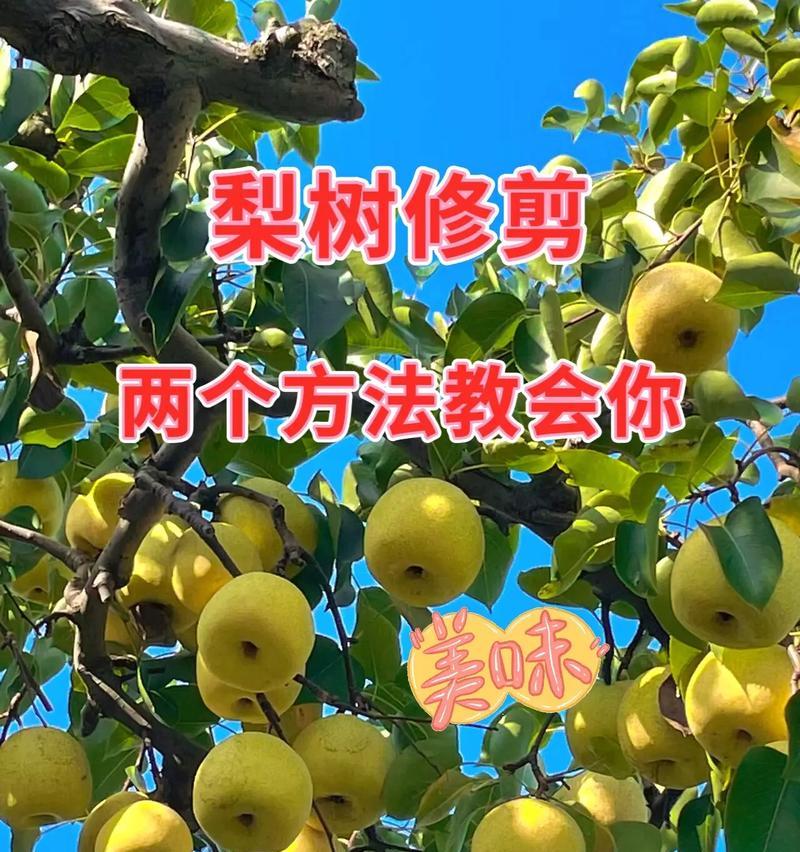 梨树第一年修剪方法（学会正确修剪，让梨树更加茂盛健康）-第2张图片-绿意生活