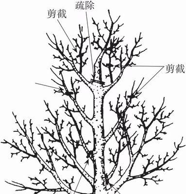 梨树第一年修剪方法（学会正确修剪，让梨树更加茂盛健康）-第1张图片-绿意生活