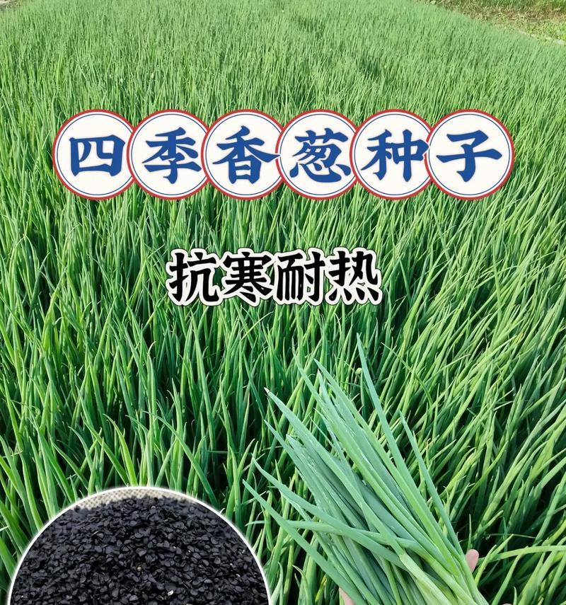 阳台种植香葱的时间和方法（春季适宜，选择好土壤和容器）-第1张图片-绿意生活