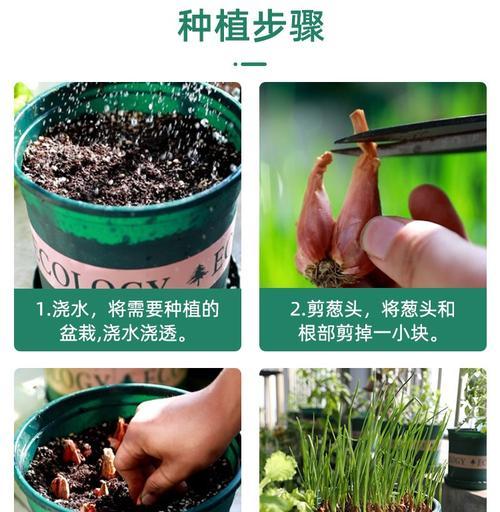 阳台种植香葱的时间和方法（春季适宜，选择好土壤和容器）-第2张图片-绿意生活