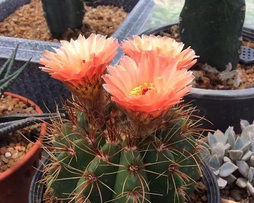 青王丸开花后的处理方法（如何正确处理青王丸的开花问题）-第3张图片-绿意生活