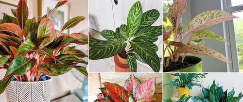 万年青开花周期与养护技巧（了解“万年青”的开花规律，让您的盆栽常青常绿）-第3张图片-绿意生活
