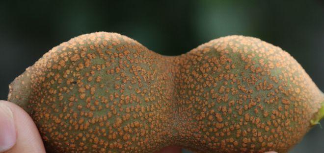 花生种子有毒吗？探讨花生种子的安全性（了解花生种子的成分和影响身体的因素）-第3张图片-绿意生活