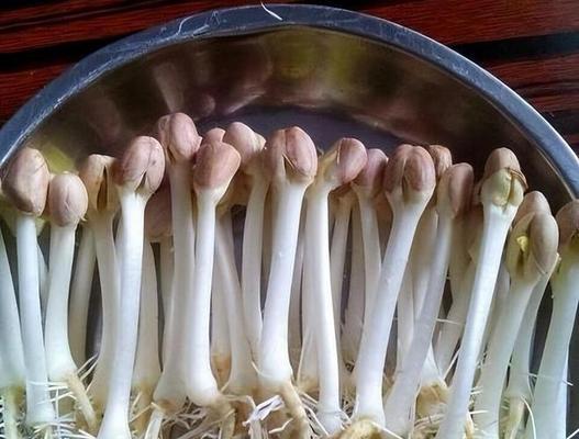 花生种子有毒吗？探讨花生种子的安全性（了解花生种子的成分和影响身体的因素）-第2张图片-绿意生活