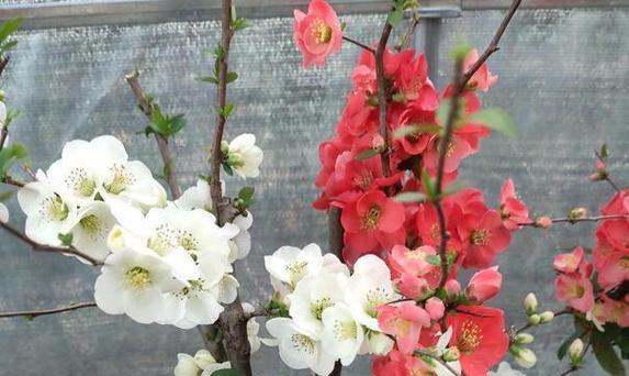 海棠花的种植与养护（打造美丽庭院的好选择）-第2张图片-绿意生活