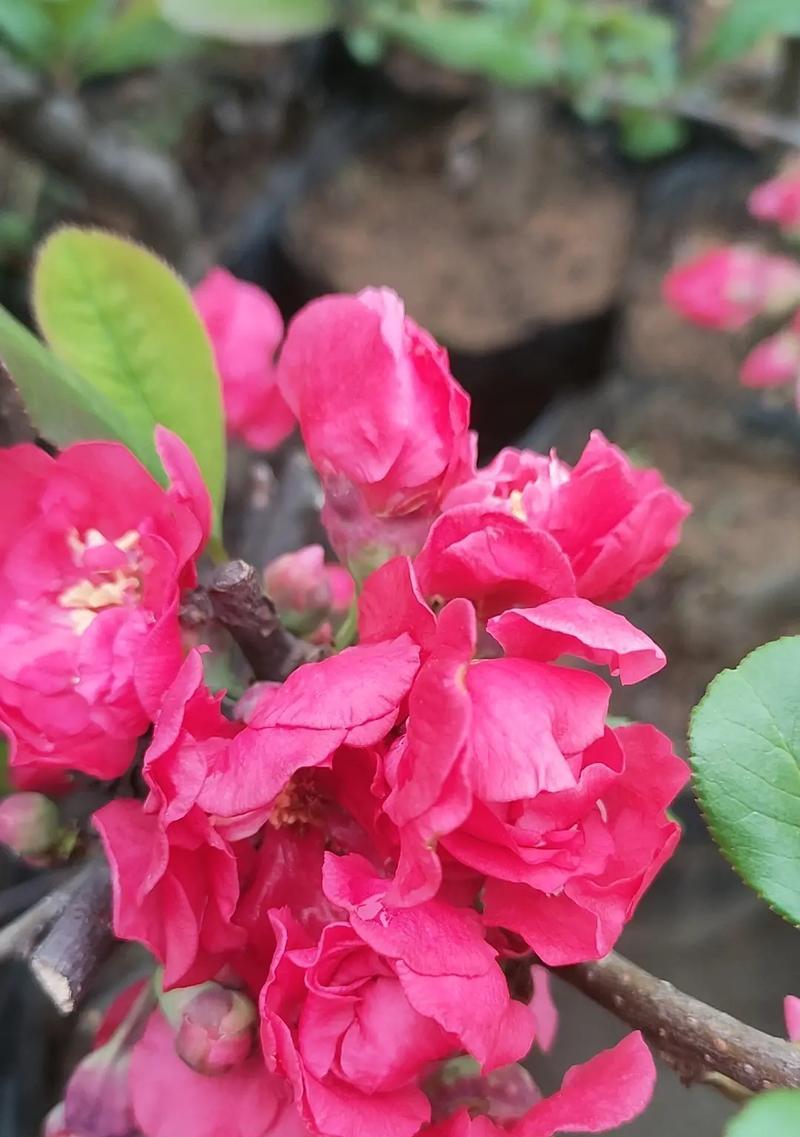海棠花的种植与养护（打造美丽庭院的好选择）-第1张图片-绿意生活