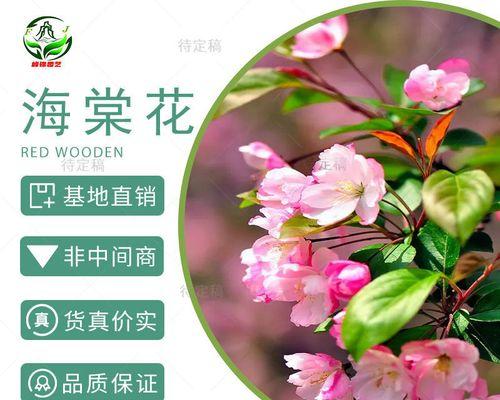 海棠花的种植与养护（打造美丽庭院的好选择）-第3张图片-绿意生活