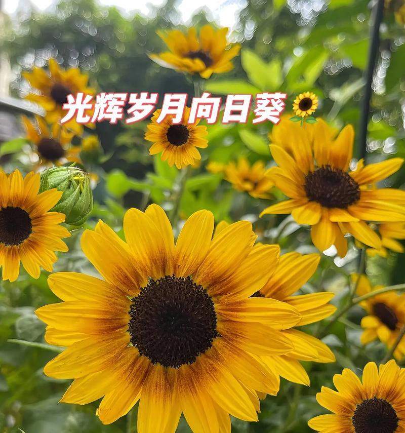 向日葵的多彩生命（探寻向日葵丰富多彩的颜色主题）-第3张图片-绿意生活