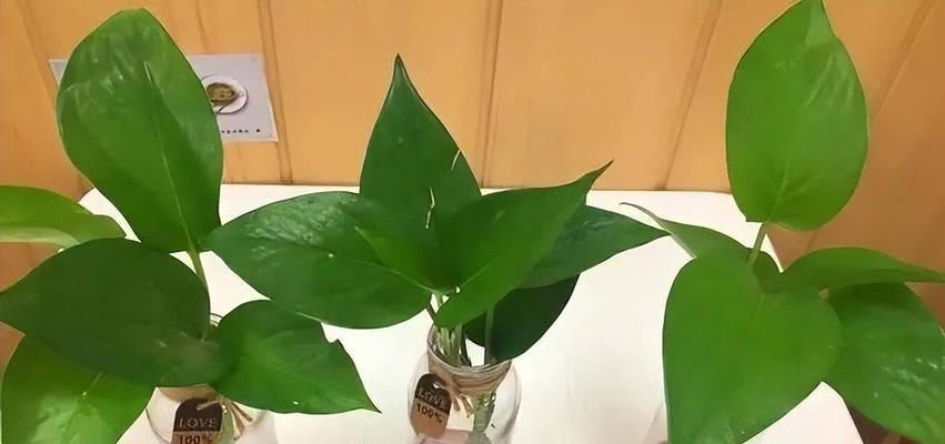 绿萝的生长温度（从温度范围到最佳温度，解析绿萝的生长需求）-第1张图片-绿意生活