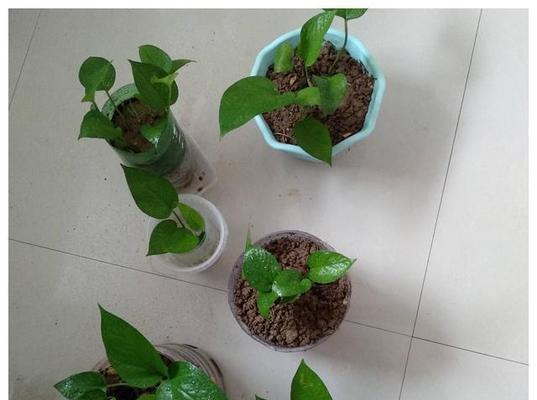绿萝的生长温度（从温度范围到最佳温度，解析绿萝的生长需求）-第3张图片-绿意生活