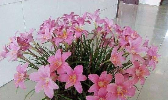 对对红一年开几次花（揭秘对对红开花规律，让你的盆栽更美丽）-第2张图片-绿意生活