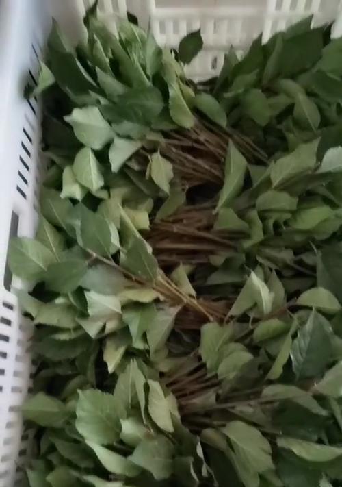 如何容易扦插樱桃生根（-樱桃扦插，生根技巧）-第3张图片-绿意生活