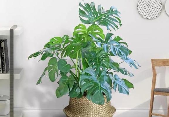 鞋店之财气满满——宜植何种植物招财？（从风水角度考虑鞋店植物的选择）-第1张图片-绿意生活