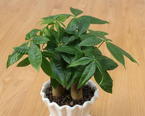 鞋店之财气满满——宜植何种植物招财？（从风水角度考虑鞋店植物的选择）-第3张图片-绿意生活