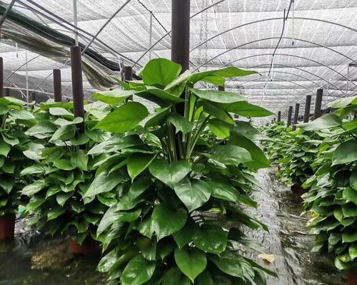 大叶绿萝的养殖技巧（注意事项及关键步骤）-第3张图片-绿意生活