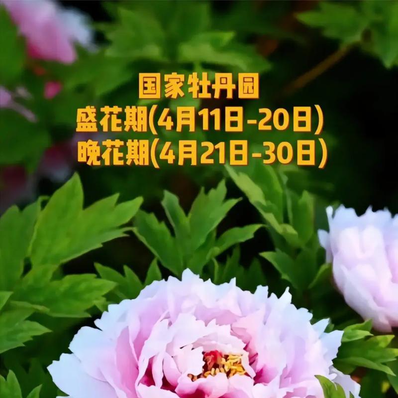 牡丹花骨朵的奇妙变化之谜-第1张图片-绿意生活