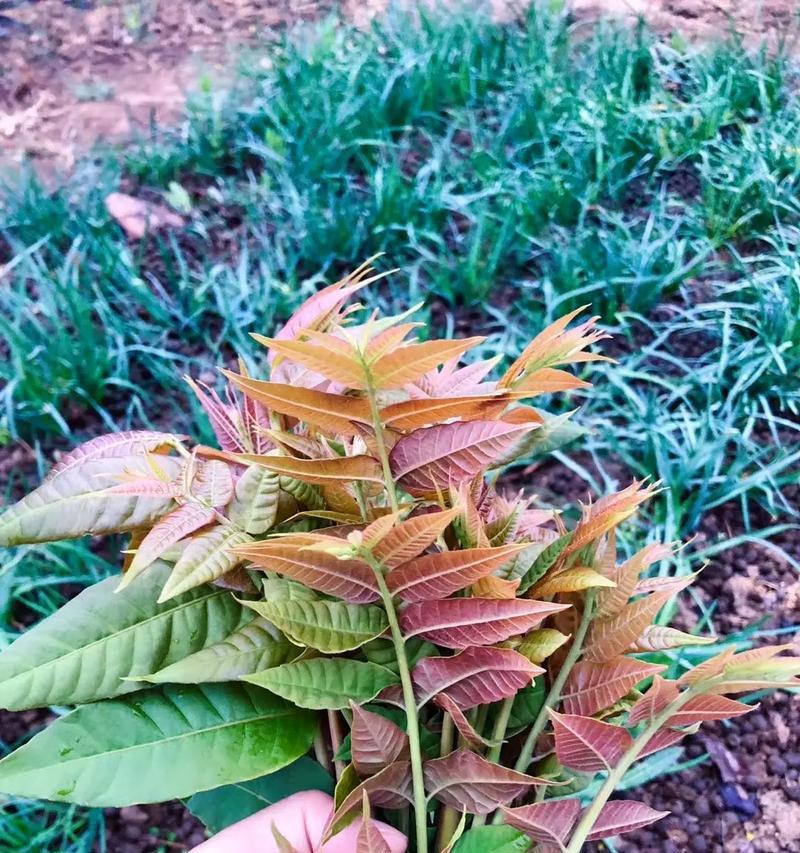 大棚香椿的种植时间（选择最佳时间，轻松种出好收成）-第2张图片-绿意生活