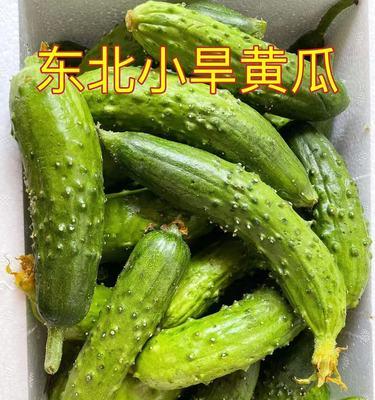 生吃蔬菜品种推荐（探寻生食界中的明星蔬菜，健康吃出美味！）-第2张图片-绿意生活