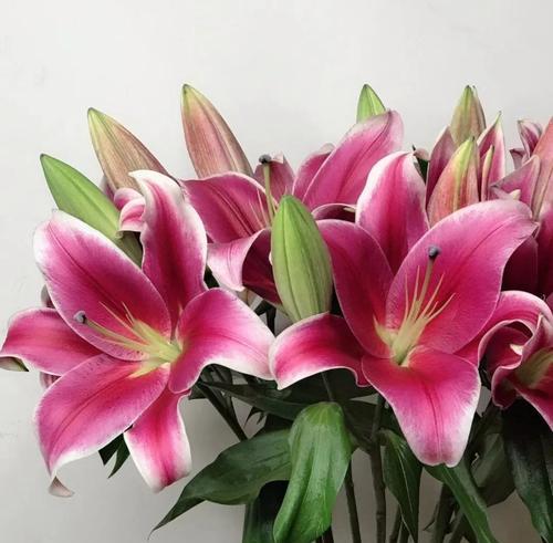 和平之花——传递爱与和平的花语（以花为媒，倡导和平与友爱）-第3张图片-绿意生活