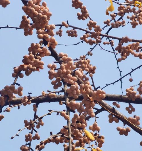 银杏的保护与管理（银杏是保护植物，如何有效保护？）-第2张图片-绿意生活