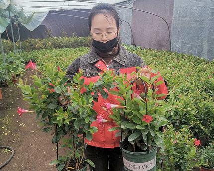 万里飘香藤的室内养护（了解适合室内养护的万里飘香藤特点）-第2张图片-绿意生活