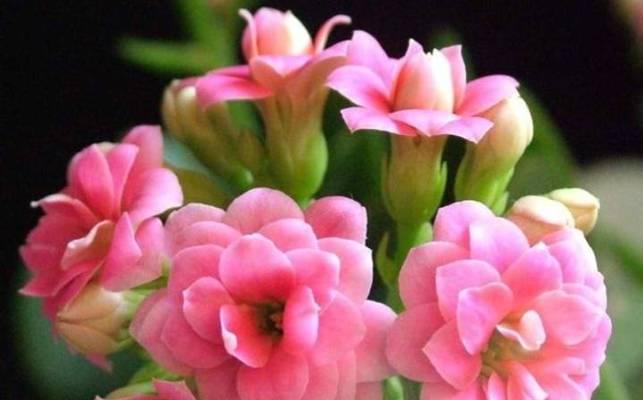 美好花开——探寻花语中的美好主题（揭示美好主题下的花语之王——仙人掌的花语）-第1张图片-绿意生活