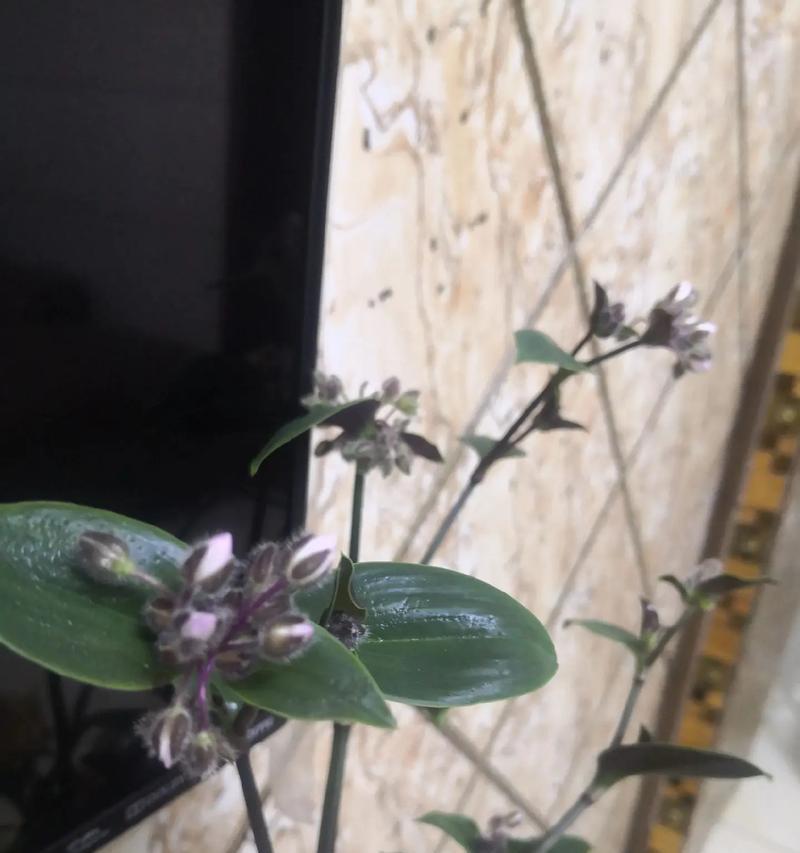 吊兰开花后的养护技巧（如何让吊兰重现生机）-第2张图片-绿意生活