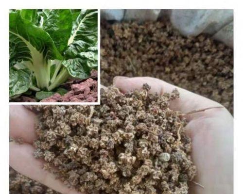 甜菜的种植在南方是否可行？（探讨南方地区种植甜菜的可能性以及应注意的问题）-第1张图片-绿意生活