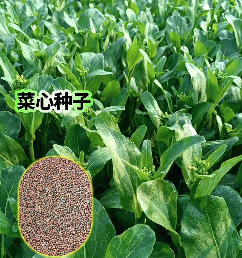 甜菜的种植在南方是否可行？（探讨南方地区种植甜菜的可能性以及应注意的问题）-第2张图片-绿意生活
