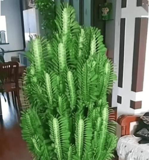 龙年旺财植物大揭秘（养这些植物，财运旺旺来！）-第2张图片-绿意生活