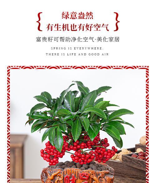 如何养护黄金万两，让它茂盛生长？（15个实用技巧，让你成为黄金万两的护理高手！）-第3张图片-绿意生活