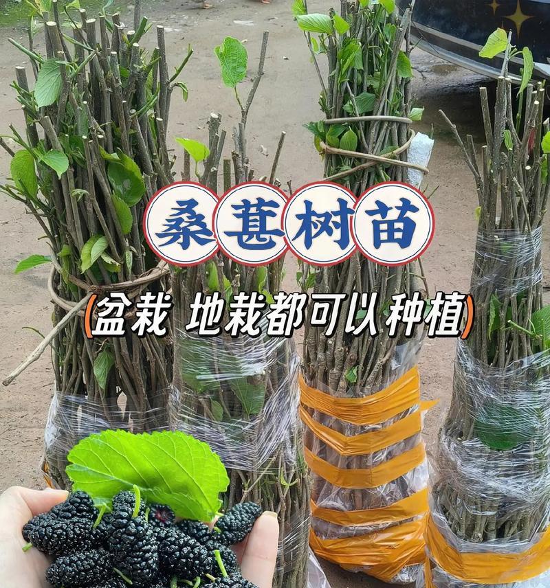 北方桑葚成熟时间及采摘技巧（了解成熟时间，享受美味果实）-第1张图片-绿意生活