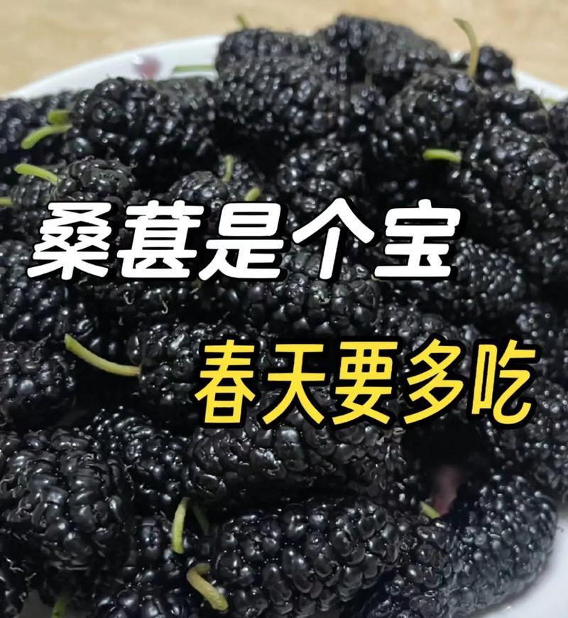 北方桑葚成熟时间及采摘技巧（了解成熟时间，享受美味果实）-第2张图片-绿意生活