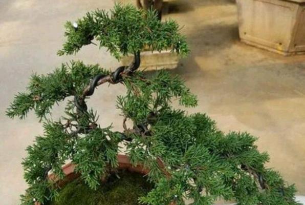 家庭种植白皮松的技巧（白皮松——让家园更美丽）-第1张图片-绿意生活