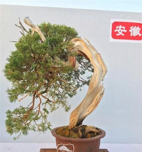家庭种植白皮松的技巧（白皮松——让家园更美丽）-第2张图片-绿意生活