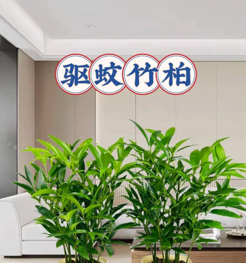 家庭种植白皮松的技巧（白皮松——让家园更美丽）-第3张图片-绿意生活