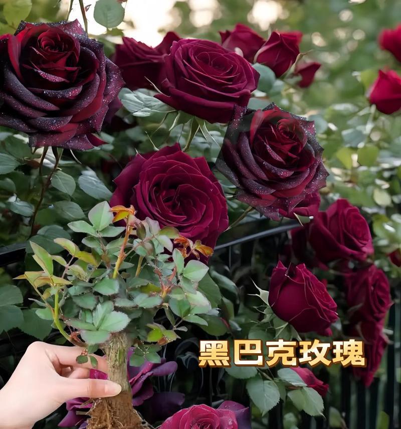 玫瑰的花期是什么时候？（探究玫瑰花的盛开时节，你知道吗？）-第3张图片-绿意生活