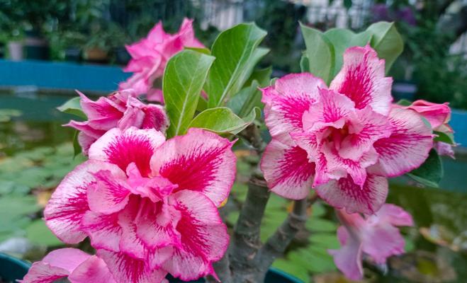 玫瑰的花期是什么时候？（探究玫瑰花的盛开时节，你知道吗？）-第2张图片-绿意生活