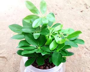 水培鸭掌木养殖全指南（学会这些技巧，让你的鸭掌木茁壮成长）-第2张图片-绿意生活