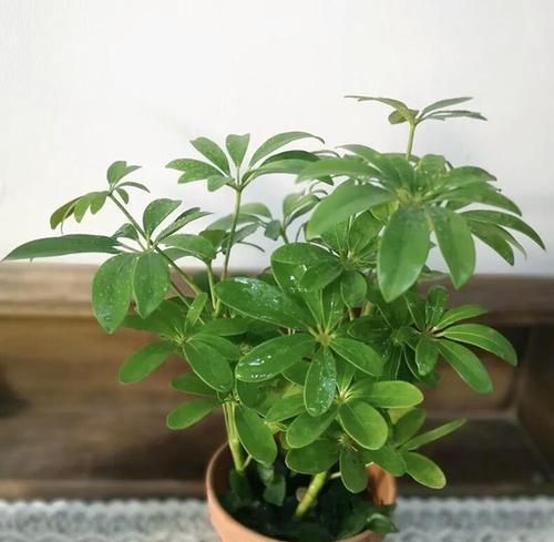 水培鸭掌木养殖全指南（学会这些技巧，让你的鸭掌木茁壮成长）-第3张图片-绿意生活