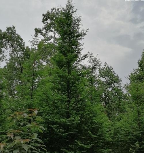 水杉根系探秘——深入了解发达的水杉根系（从根系结构、生长环境到生态作用，一一解读）-第3张图片-绿意生活