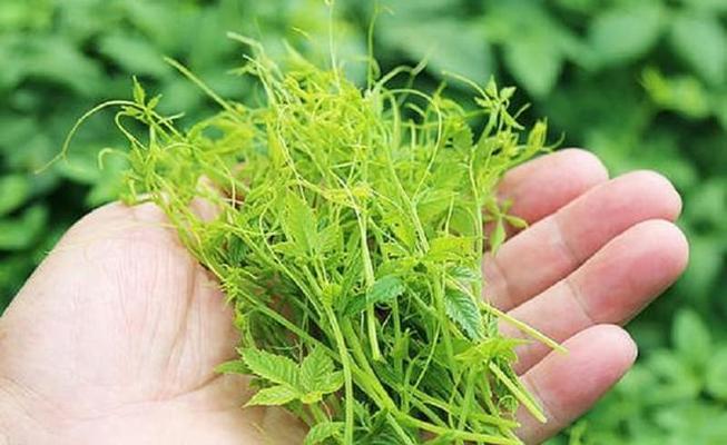 如何选择最佳的绞股蓝种子种植时间？-第2张图片-绿意生活