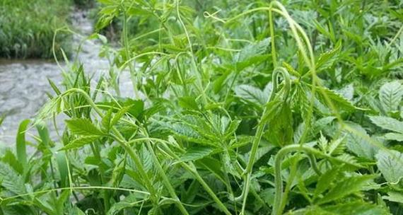 如何选择最佳的绞股蓝种子种植时间？-第3张图片-绿意生活