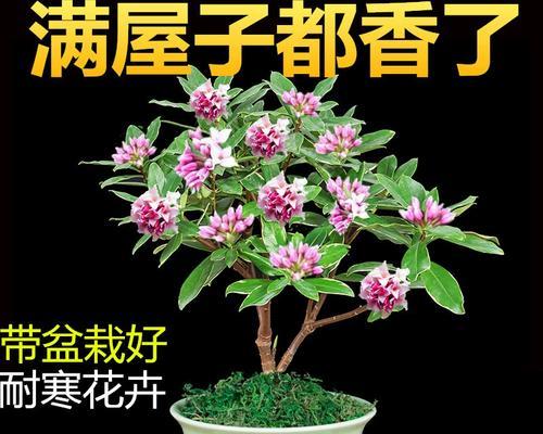 冬季瑞香养护（让瑞香在寒冷的冬天绽放美丽）-第2张图片-绿意生活