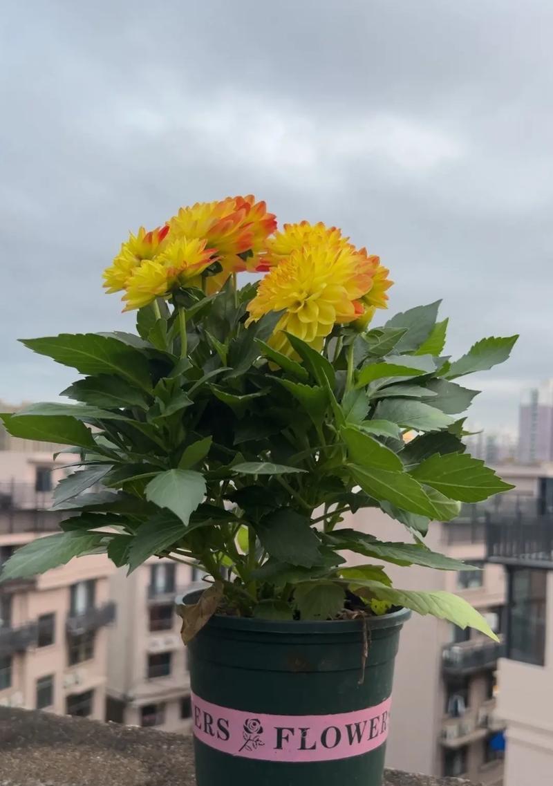 如何养护牡丹（让你的牡丹更加美丽）-第3张图片-绿意生活