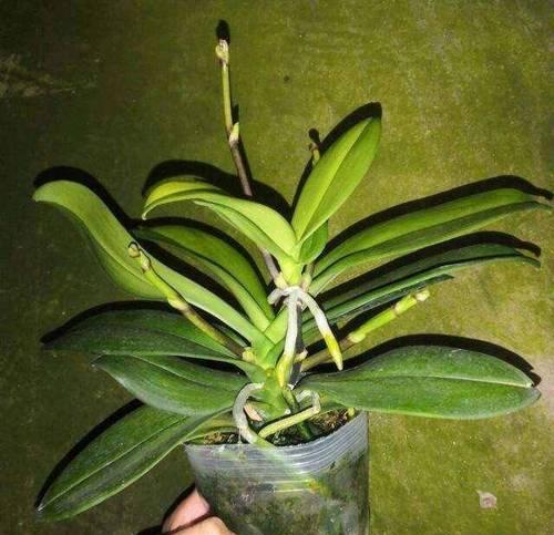 蝴蝶兰适合在室内养吗？（探究蝴蝶兰在室内的种植条件和注意事项）-第1张图片-绿意生活