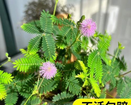 含羞草（探寻含羞草的生命之谜）-第1张图片-绿意生活