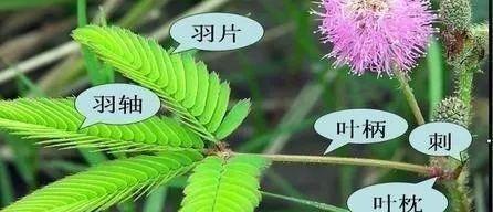 含羞草（探寻含羞草的生命之谜）-第2张图片-绿意生活