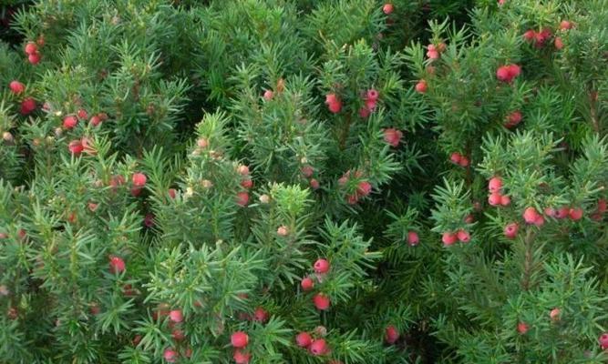 红豆采摘季节详解（红豆成熟期、采摘时间、保存方法一网打尽）-第1张图片-绿意生活