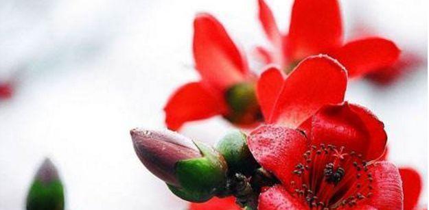 木棉花能否开出果实？（探究木棉花的果实成长历程）-第2张图片-绿意生活